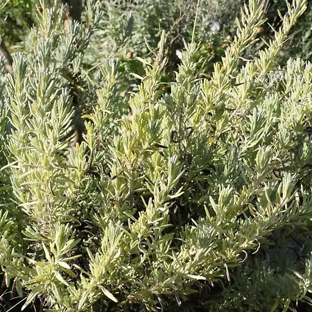 Tinti Montiano (Tuscany)