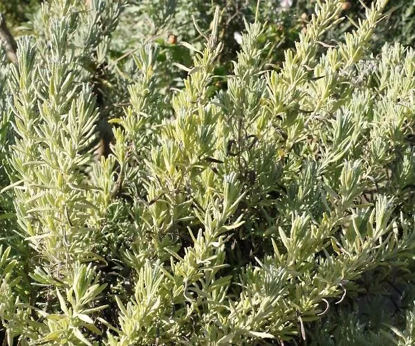 Tinti מונטיאנו